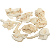 Plastic Miniatures In Toobs-Mammal Skulls