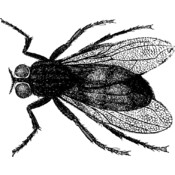Mounted Red Rubber Stamp-Ugly Fly 3"X2.5"