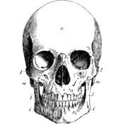 Red Rubber Stamp-The Skull 3"X4.5"