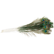 Peacock Eye Feathers 12/Pkg-Natural