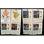 The Complete Hunter Pocket Guide - Puddle Duck Id