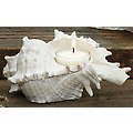 Pack of 4 Ocean Inspired "Seashell" Shaped Tea Light Holders