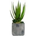 Succulents in Clay Container