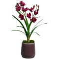 Red Orchid in Ceramic Container