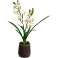 White Orchid in Ceramic Container