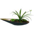 Succulents in Contemporary Ceramic Container