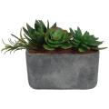 Succulents in Clay Container
