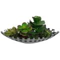 Succulents in Silver Ceramic Container